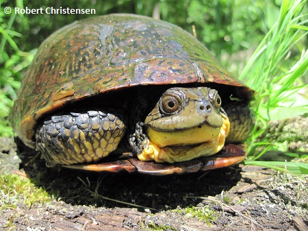 Blandings Turtle