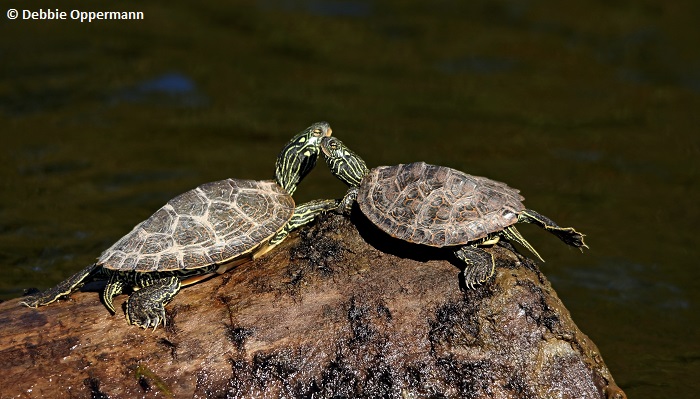Map turtles basking in sunlight