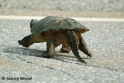 Snapping turtle crossing the road