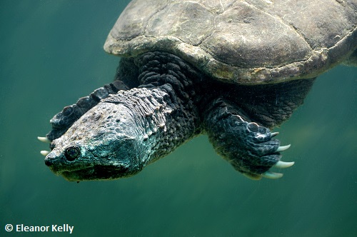 Alimentations en fiches :TORTUES PALUSTRES EXOTIQUES OMNIVORES