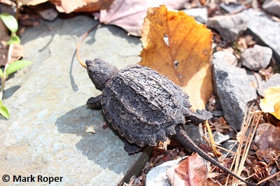 Snapping Turtle Hatchling