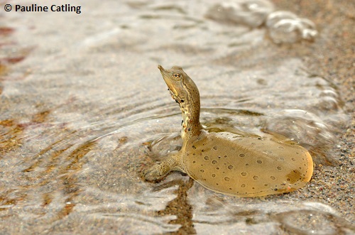 Spiny Softshell Turtle  National Wildlife Federation