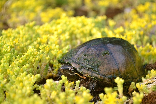 Stinkpot Turtle