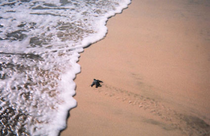 Tortue luth retournant à la mer