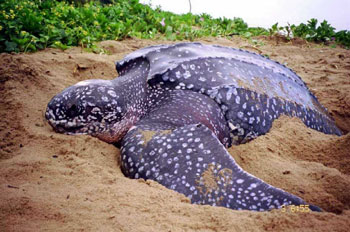 Leatherback Seaturtle Breeding