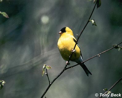 American Goldfinch