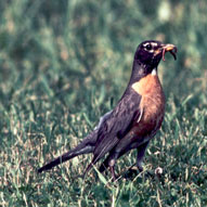 American Robin