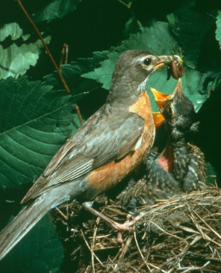 American Robin