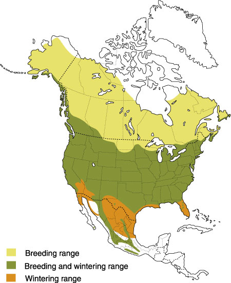 Distribution of the American Robin