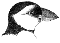 Different species in the Alcidae, or auk, family