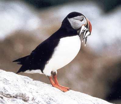 Atlantic Puffin