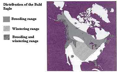 Distribution of the Bald Eagle