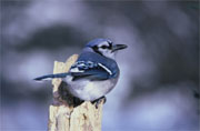 Blue Jay