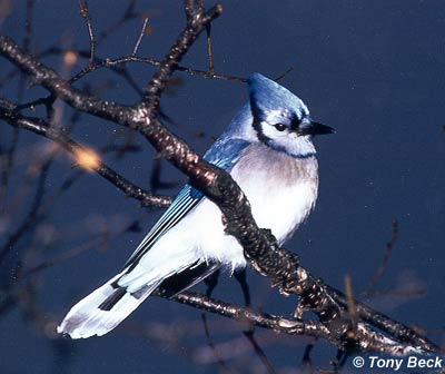 Hinterland Who's Who - Blue Jay