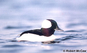 Bufflehead