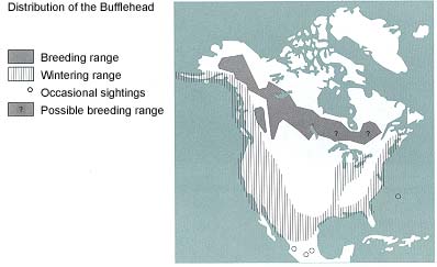 Distribution of the Bufflehead