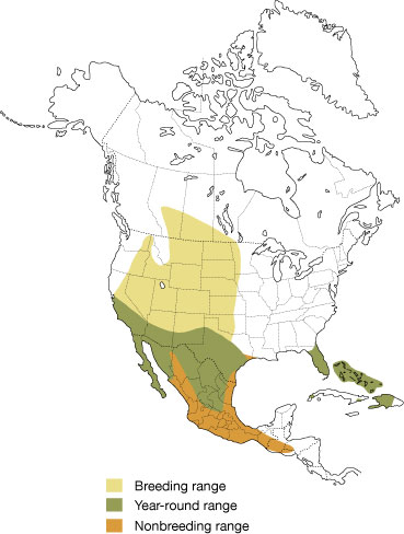 Distribution of the Burrowing Owl