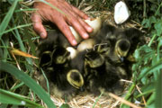 Canada geese goslings