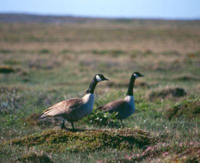 Canada Goose