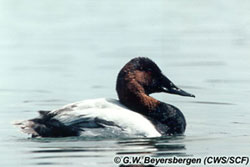 Canvasback