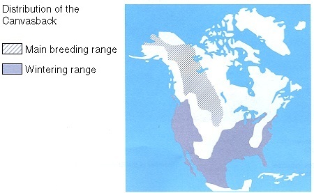 Distribution of the Canvasback