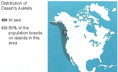 Distribution of Cassin's Auklets