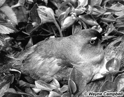 Cassin's Auklet