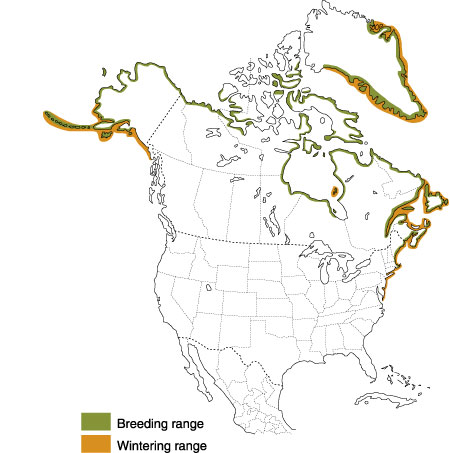 Distribution of the Common Eider