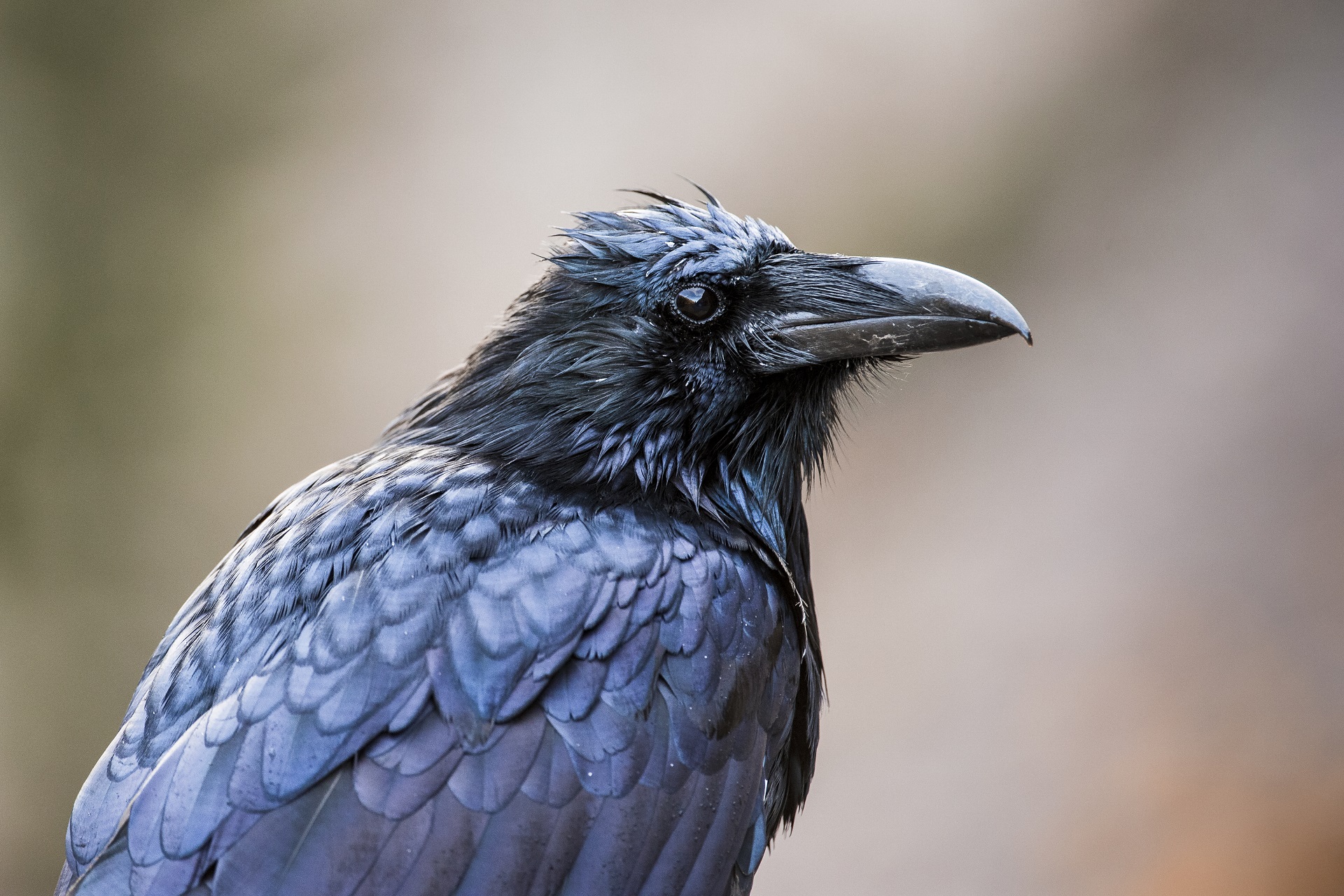 Faune et flore du pays - Le Grand Corbeau