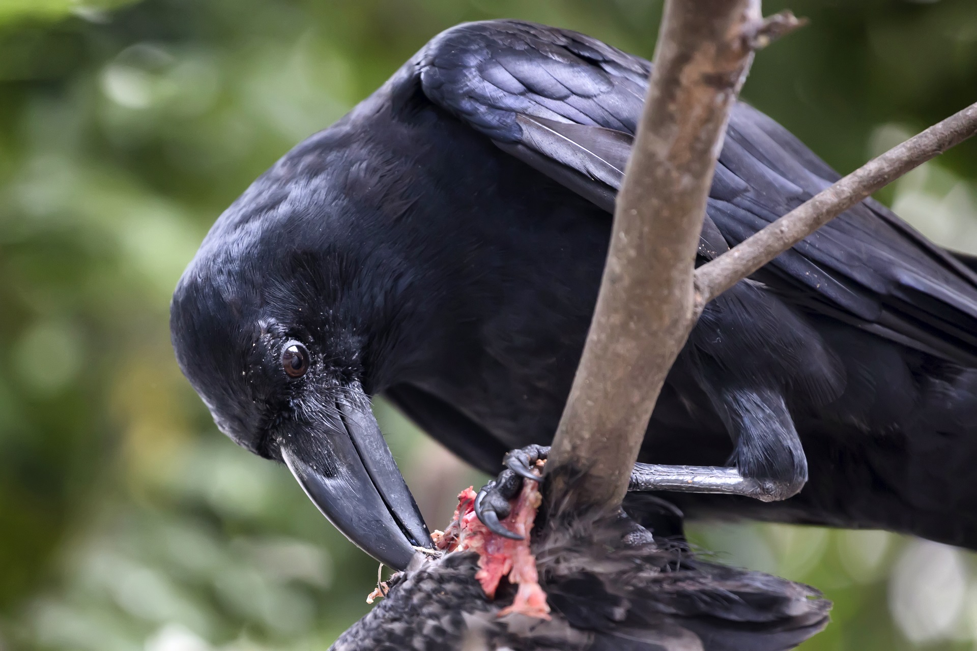 Faune et flore du pays - Le Grand Corbeau