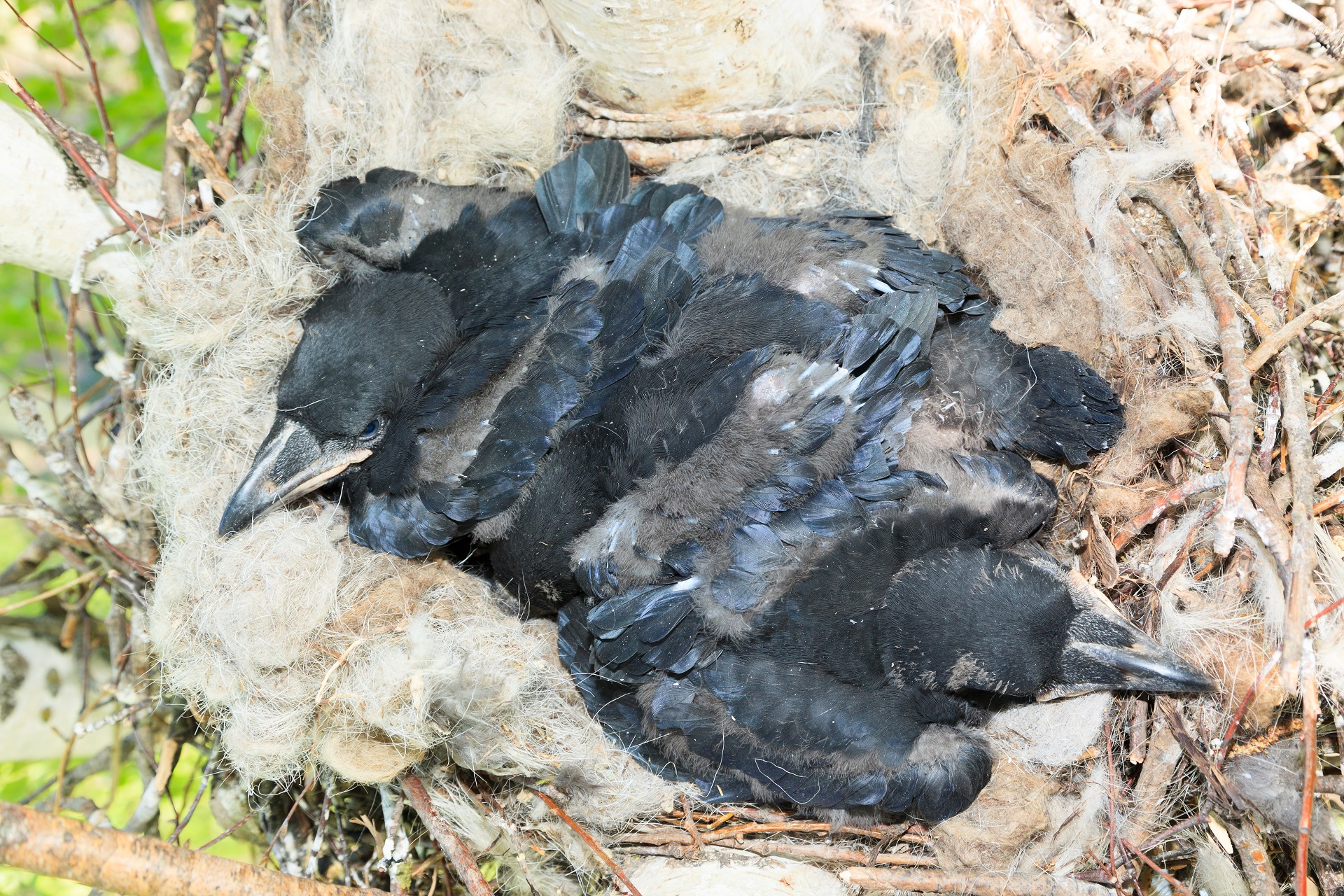 Le corbeau, véritable génie de la nature