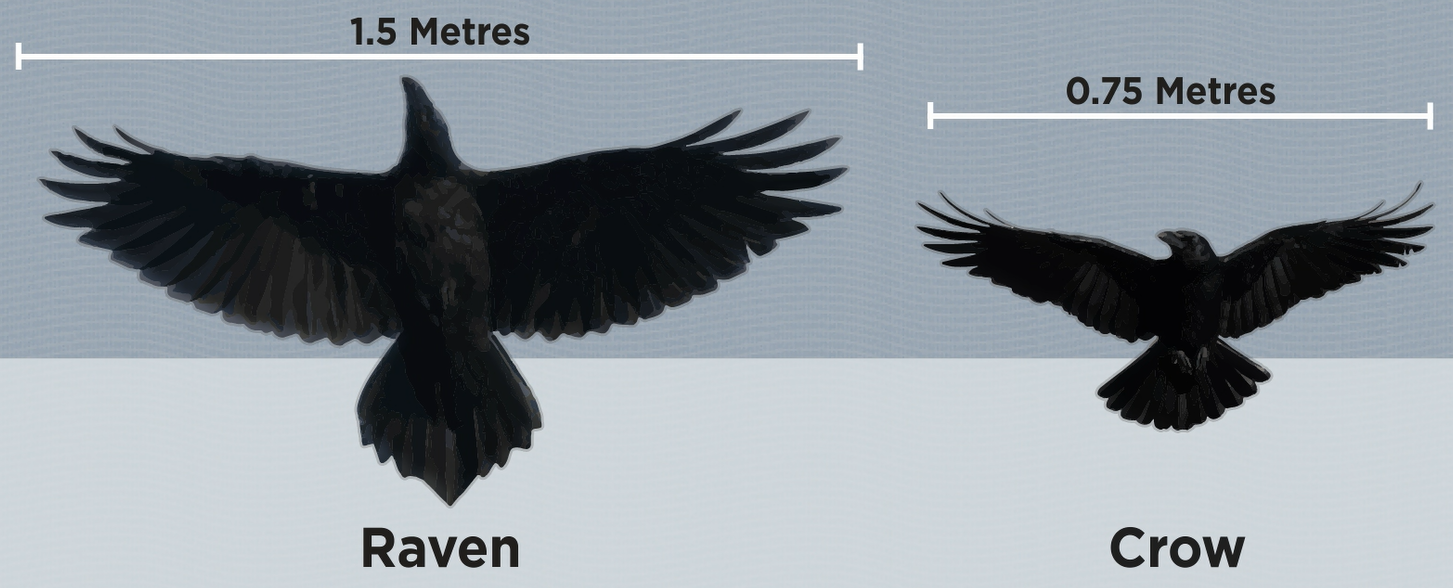 Compare the sizes of the Common Raven versus the American Crows