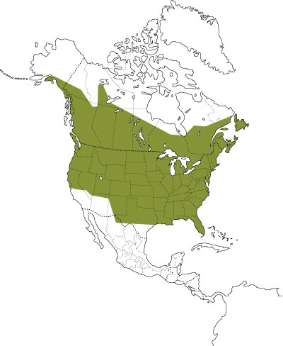 Distribution of the Downy Woodpecker