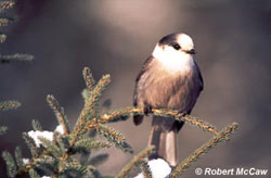 Gray Jay