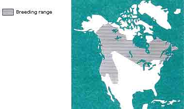 Breeding range of the Gray Jay