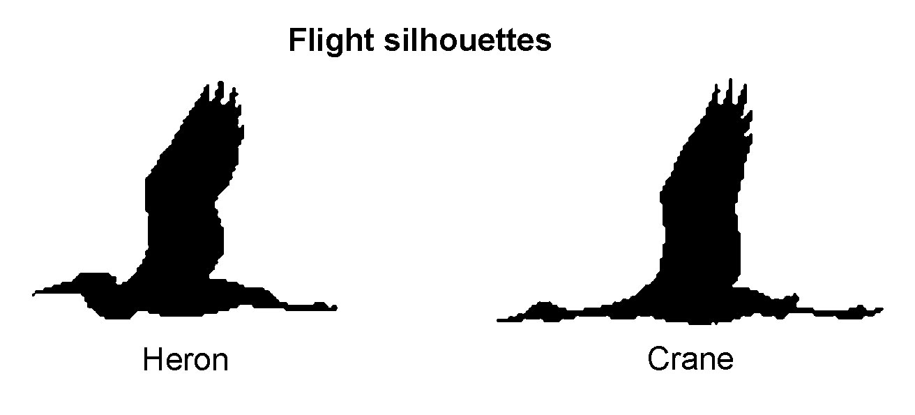 Flight Silhouettes