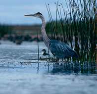 Great Blue Heron