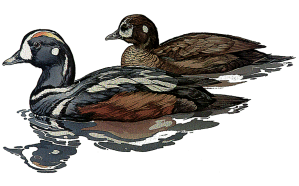 Harlequin Duck