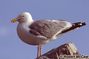 Herring Gull