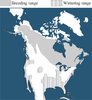 Herring Gull Breeding and Wintering ranges