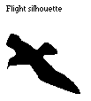 Flight Silhouette
