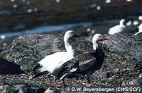 Lesser Snow Goose