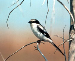 Loggerhead Shrike