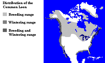 Distribution of the Common Loon