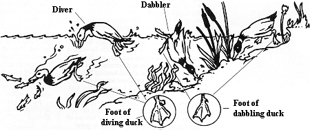 Dabbling and diving ducks