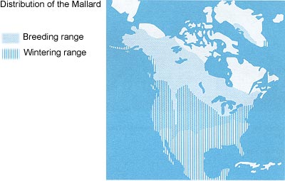 Distribution of Mallard