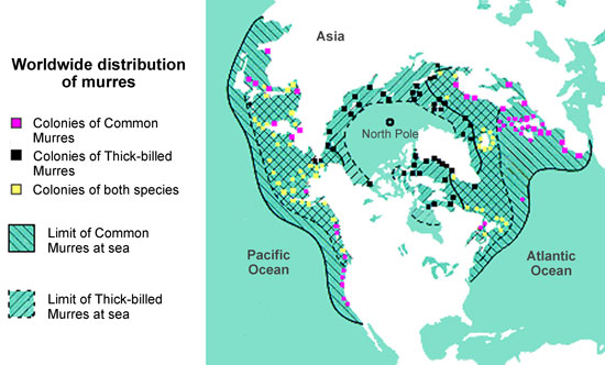 Worldwide Distribution of Murres