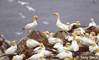 Northern Gannet