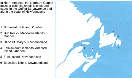 Northern Gannet nesting locations