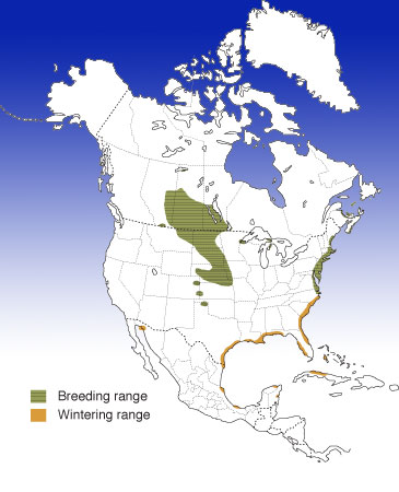 Distribution of the Piping Plover